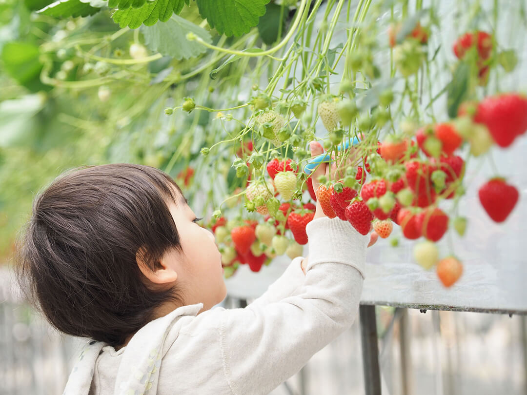 小さな子供さんでも、楽しめます。久保田いちご狩り園