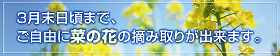 3月末頃まで菜の花の摘み取りができます。
