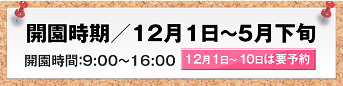 久保田いちご狩り園の開園時期：12月1日から5月下旬。開園時間：9時～16時。12月20日まで要予約